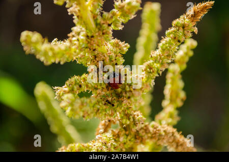Cycloneda Sanguinea coccinella sulla levetta di amaranto Foto Stock