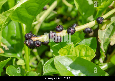 Frutti del climbing spinaci Foto Stock