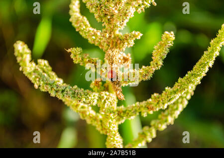 Coccinella sulla levetta di amaranto Foto Stock