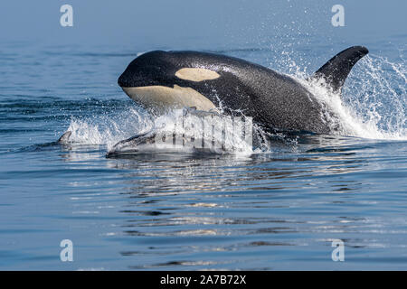 Northern resident orca (pesci mangiare balena killer), A86 taglierina, porpoising fianco a fianco con il Pacific white-sided delfini in Queen Charlotte Strait di Foto Stock