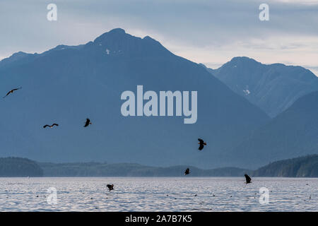 Aquile calve sulla alimentazione aringa, Blackfish Suono, Prime Nazioni Territorio, Isola di Vancouver, British Columbia, Canada Foto Stock