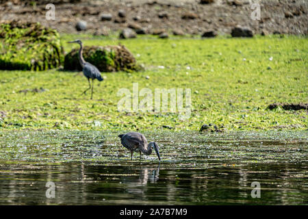 Airone blu la pesca lungo la bassa marea linea, Broughton arcipelago, Prime Nazioni Territorio, British Columbia, Canada. Foto Stock