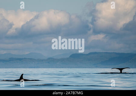 Solo uno di questi giorni. Killer Whale e Humpback Whale diving in Queen Charlotte Strait off Vancouver Island, Prime Nazioni Territorio, British Columb Foto Stock