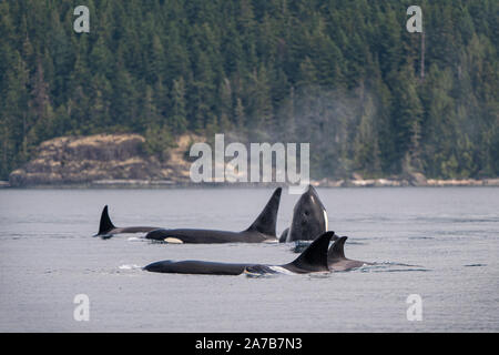 Biggs (transitoria orche) orca balene in Johnstone Strait, Isola di Vancouver, Prime Nazioni Territorio, British Columbia, Canada. Foto Stock