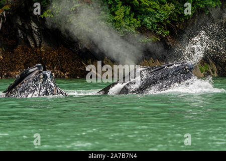 Due Humpback Whale affondo in alimentazione il ghiacciaio verde acqua di alimentazione di ingresso del cavaliere, Prime Nazioni Territorio, grande orso nella foresta pluviale, British Columbia, Ca Foto Stock