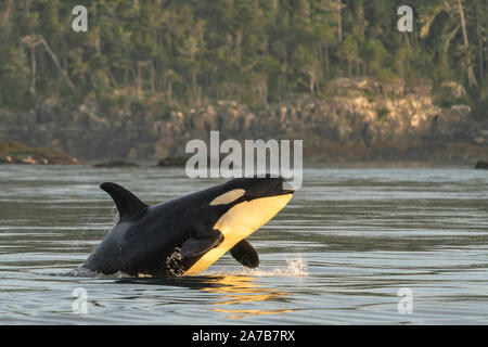 Northern resident balena killer (orcinus orca) violare vicino a Pearse isole al largo di Telegraph Cove, Isola di Vancouver, Prime Nazioni Territorio, British col Foto Stock