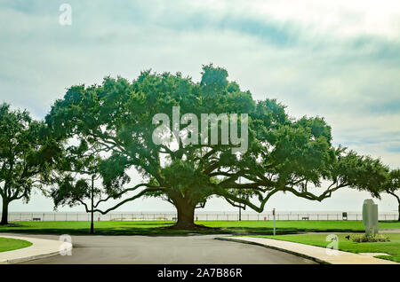 Un Southern live oak si erge a Centennial Plaza, Ottobre 22, 2019, in Gulfport, Mississippi. Foto Stock