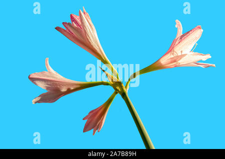 Immagine di un amaryllis belladonna fiore con sfondo blu Foto Stock