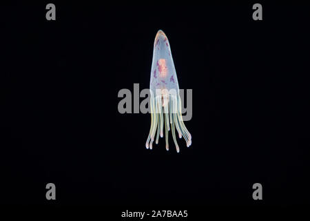 La fase larvale di un tubo anemone, Cerianthus sp, probabilmente circa trenta giorni di età a questo punto. Esso si depositano sul fondo a circa 100 giorni. Ph Foto Stock