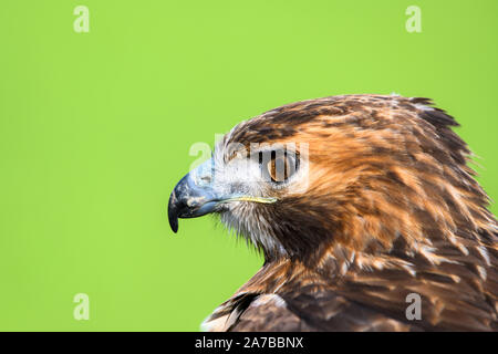 Liebenau, Germania. 26 ott 2019. Un rosso-tailed poiana guarda al suo dintorni in un campo. Con il cosiddetto Beizjagd del tedesco falcon-ordine (DFO) nel distretto amministrativo di Nienburg, falconieri andare nel quartiere con la sua presa-uccelli e a caccia di lepri, conigli e canta. Credito: Mohssen Assanimoghaddam/dpa/Alamy Live News Foto Stock