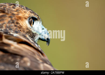 Liebenau, Germania. 26 ott 2019. Un rosso-tailed poiana guarda al suo dintorni in un campo. Con il cosiddetto Beizjagd del tedesco falcon-ordine (DFO) nel distretto amministrativo di Nienburg, falconieri andare nel quartiere con la sua presa-uccelli e a caccia di lepri, conigli e canta. Credito: Hauke-Christian Dittrich/dpa/Alamy Live News Foto Stock