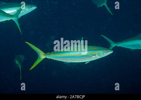 Un giovane rainbow runner, Elagatis bipinnulata, Filippine. Questi sono trovati in grandi scuole che viaggiano nei primi 100 metri di colonna d'acqua. Th Foto Stock