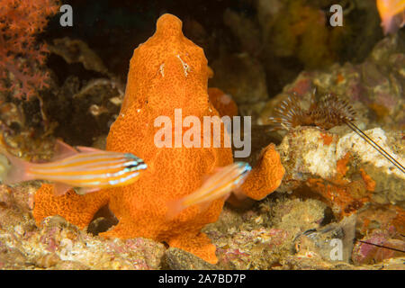 Uno dei due cardinalfish davanti a questo Commerson's pesce rana, Antennarius commersoni, diventerà ben presto il pranzo, Filippine, dell'Asia. Foto Stock