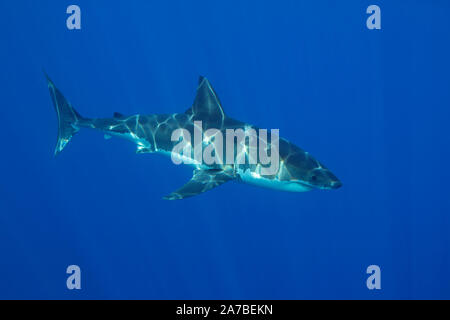 Questo grande squalo bianco, Carcharodon carcharias, è stato fotografato off Isola di Guadalupe, in Messico. Foto Stock