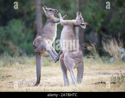 Grigio orientale canguri (Macropus giganteus) svolgono combattimenti. Foto Stock