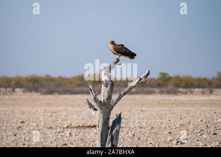 African Tawny Eagle seduta o appollaiato su un albero morto nel Parco Nazionale Etosha, Namibia, in Africa, in Scenic paesaggio secco Foto Stock