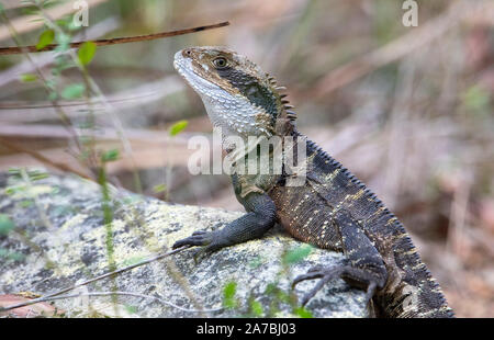 Acqua australiano Dragon (Intellagama lesueurii) noto anche come acqua orientale Dragon e precedentemente come Physignathus lesueurii. Foto Stock