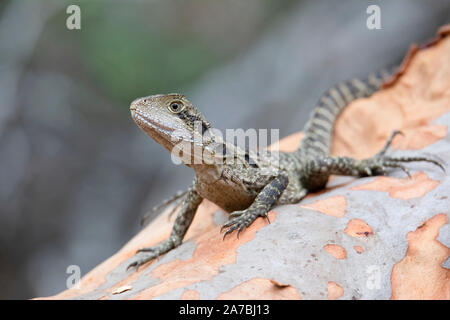 I capretti acqua australiano Dragon (Intellagama lesueurii) crogiolarsi su un albero angophora. Noto anche come acqua orientale Dragon e precedentemente come Physignathu Foto Stock