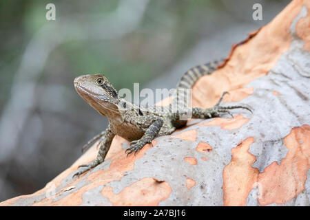 I capretti acqua australiano Dragon (Intellagama lesueurii) crogiolarsi su un albero angophora. Noto anche come acqua orientale Dragon e precedentemente come Physignathu Foto Stock