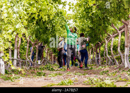 I lavoratori agricoli abbattimento e il prelievo di uve in un grande vigneto in Sud Africa Foto Stock