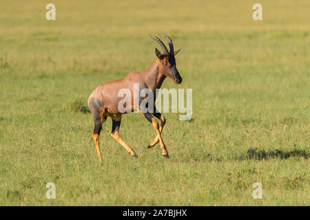 Topi antilope, Damaliscus lunatus, esecuzione Masai Mara riserva nazionale, Kenya, Africa Foto Stock