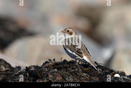 Raccolta della neve (Plettrophenax nivalis) in piedi sulla griglia della vescica Foto Stock