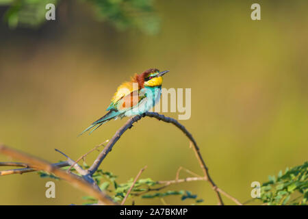Unione Bee Eater Merops apiaster Foto Stock