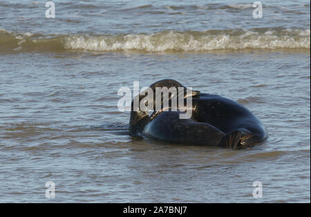 Due comici le foche grigie, Halichoerus grypus, giocare a combattimenti in mare durante la stagione riproduttiva. Foto Stock