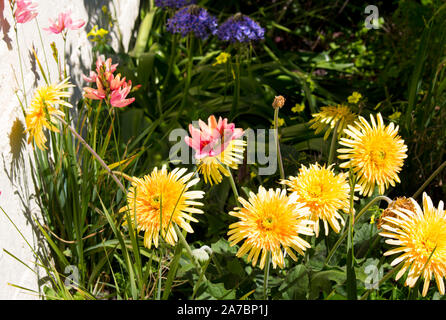 Gerbera jamesonii è una specie di piante fiorite in genere Gerbera o Transvaal Daisy dall Africa con doppio giallo pallido centrato fiori ligulati . Foto Stock