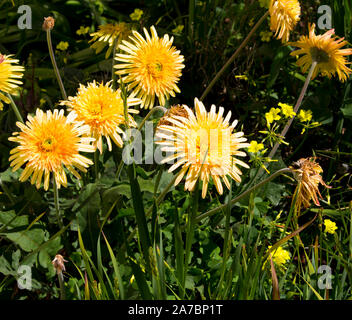 Gerbera jamesonii è una specie di piante fiorite in genere Gerbera o Transvaal Daisy dall Africa con doppio giallo pallido centrato fiori ligulati . Foto Stock