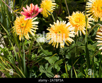 Gerbera jamesonii è una specie di piante fiorite in genere Gerbera o Transvaal Daisy dall Africa con doppio giallo pallido centrato fiori ligulati . Foto Stock