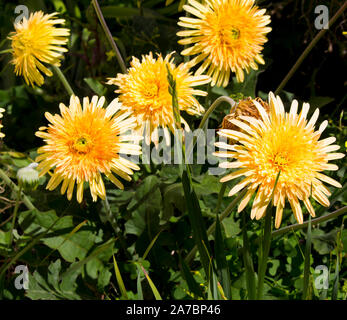 Gerbera jamesonii è una specie di piante fiorite in genere Gerbera o Transvaal Daisy dall Africa con doppio giallo pallido centrato fiori ligulati . Foto Stock