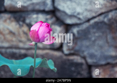 Una singola rosa in fiore fiore di loto (Nelumbo nucifera) e una foglia contro il vecchio giocò il muro di pietra in background. Foto Stock