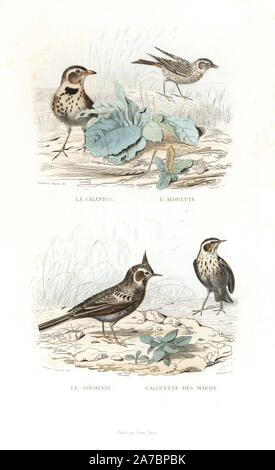 Calandra lark, Melanocorypha calandra, Eurasian allodola, Alauda arvense, crested lark, Galerida cristata e marsh allodola, alouette des Marais. Handcolored incisione su acciaio da Fournier dopo un disegno di Edouard Travies da Richard 'Nuova edizione delle opere complete di Buffon,' Pourrat Freres, Parigi, 1837. Foto Stock