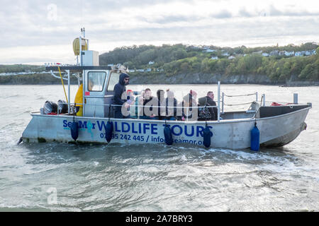 Osservazione dei delfini,barca,Cardigan Bay,NewQuay,New Quay,Newquay,a,popolare,pesca costiera,,village,città,popolare,per,barca,escursioni,West Wales,Galles,Welsh,UK,GB Foto Stock