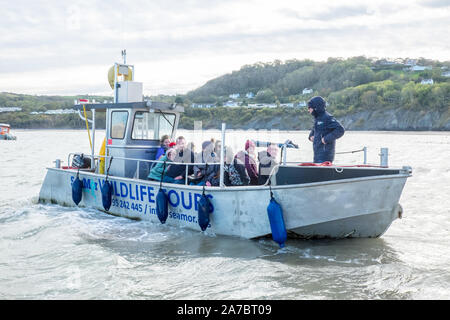 Osservazione dei delfini,barca,Cardigan Bay,NewQuay,New Quay,Newquay,a,popolare,pesca costiera,,village,città,popolare,per,barca,escursioni,West Wales,Galles,Welsh,UK,GB Foto Stock