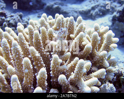 Un variegato (Lizardfish Synodus variegatus) Foto Stock