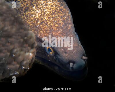 Giallo-refilato Moray (Gymnothorax flavimarginatus) Foto Stock