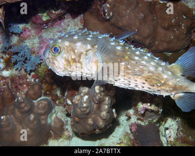 Giallo-spotted Burrfish (Cyclichthys spilostylus) Foto Stock