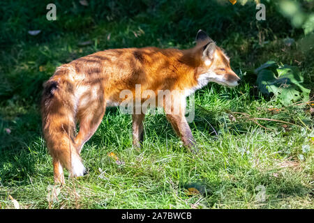 Una volpe rossa in piedi in erba, ritratto Foto Stock