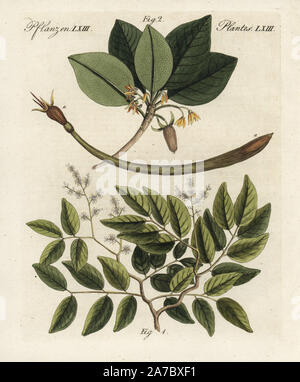 Copaiba balsam tree, Copaifera officinalis 1, e mangrovia rossa, Rhizophora mangle 2. Handcolored incisione su rame da Bertuch 'Bilderbuch fur Kinder' (Picture Book per bambini), Weimar, 1798. Friedrich Johann Bertuch (1747-1822) era un editore tedesco e l uomo delle arti più famoso per il suo 12-volume enciclopedia per bambini illustrato con 1.200 lastre incise sulla storia naturale, della scienza, costume, mitologia, ecc, pubblicato da 1790-1830. Foto Stock