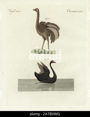 Maggiore rhea, Rhea americana 1, e Black Swan, Cygnus atratus 2. Handcolored incisione su rame da Bertuch 'Bilderbuch fur Kinder' (Picture Book per bambini), Weimar, 1798. Friedrich Johann Bertuch (1747-1822) era un editore tedesco e l uomo delle arti più famoso per il suo 12-volume enciclopedia per bambini illustrato con 1.200 lastre incise sulla storia naturale, della scienza, costume, mitologia, ecc, pubblicato da 1790-1830. Foto Stock