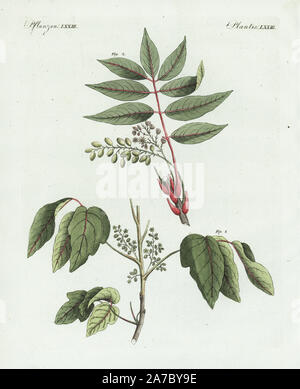 Poison Ivy, Toxicodendron radicans 1, velenosa e sommacco velenoso, Rhus vernix 2. Handcolored incisione su rame da Bertuch 'Bilderbuch fur Kinder' (Picture Book per bambini), Weimar, 1798. Friedrich Johann Bertuch (1747-1822) era un editore tedesco e l uomo delle arti più famoso per il suo 12-volume enciclopedia per bambini illustrato con 1.200 lastre incise sulla storia naturale, della scienza, costume, mitologia, ecc, pubblicato da 1790-1830. Foto Stock