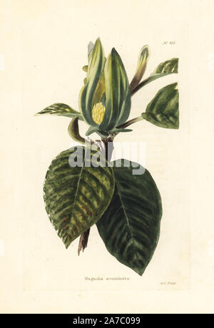 Cucumbertree o blu, magnolia Magnolia acuminati. Handcolored incisione su rame da George Cooke da Conrad Loddiges' armadio botanico, Londra, 1810. Foto Stock