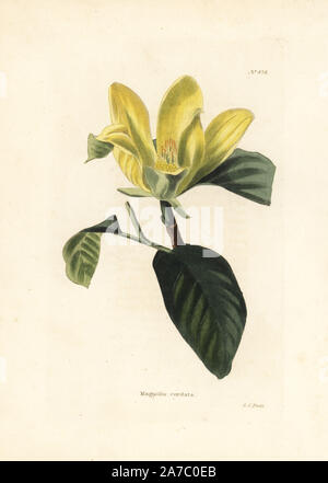 Cucumbertree o blu, magnolia Magnolia acuminati. Handcolored incisione su rame da George Cooke da Conrad Loddiges' armadio botanico, Londra, 1810. Foto Stock