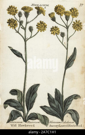 Parete, hawkweed Hieracium murorum e cicorie-lasciava hawkweed, Crepis paludosa. Botanico Handcolored incisione su rame da un artista sconosciuto da 'Culpeper inglese del medico di famiglia; o a base di erbe mediche ingrandita, con diverse centinaia di impianti addizionali, principalmente da Sir John Hill,' da Joshua Hamilton, Londra, W. Locke, 1792. Foto Stock