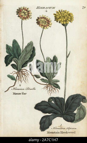 Mouse Ear hawkweed, Hieracium pilosella, e la montagna, hawkweed Hieracium alpinum. Botanico Handcolored incisione su rame da un artista sconosciuto da 'Culpeper inglese del medico di famiglia; o a base di erbe mediche ingrandita, con diverse centinaia di impianti addizionali, principalmente da Sir John Hill,' da Joshua Hamilton, Londra, W. Locke, 1792. Foto Stock