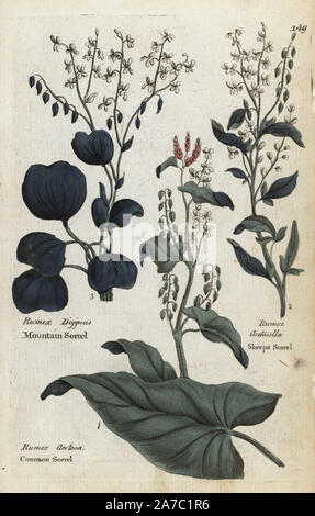 Comune di acetosella, Rumex acetosa, mountain sorrel, Oxyria digyna e pecore sorrel, Rumex acetosella. Botanico Handcolored incisione su rame da un artista sconosciuto da 'Culpeper inglese del medico di famiglia; o a base di erbe mediche ingrandita, con diverse centinaia di impianti addizionali, principalmente da Sir John Hill,' da Joshua Hamilton, Londra, W. Locke, 1792. Foto Stock