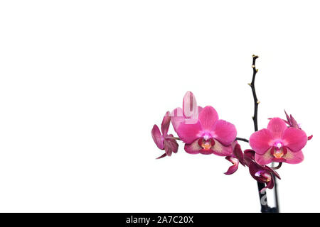 Biglietto di auguri con bella rosa fiori di orchidea blossom isolati su sfondo bianco a destra e lo spazio libero per il testo a sinistra sulla fotografia Foto Stock