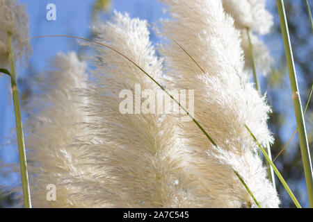 White pampas erba (Cortaderia selloana) in estate Foto Stock